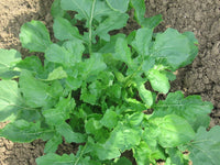 Green Rocket Salad Gemüsesamen für einfache Aussaat