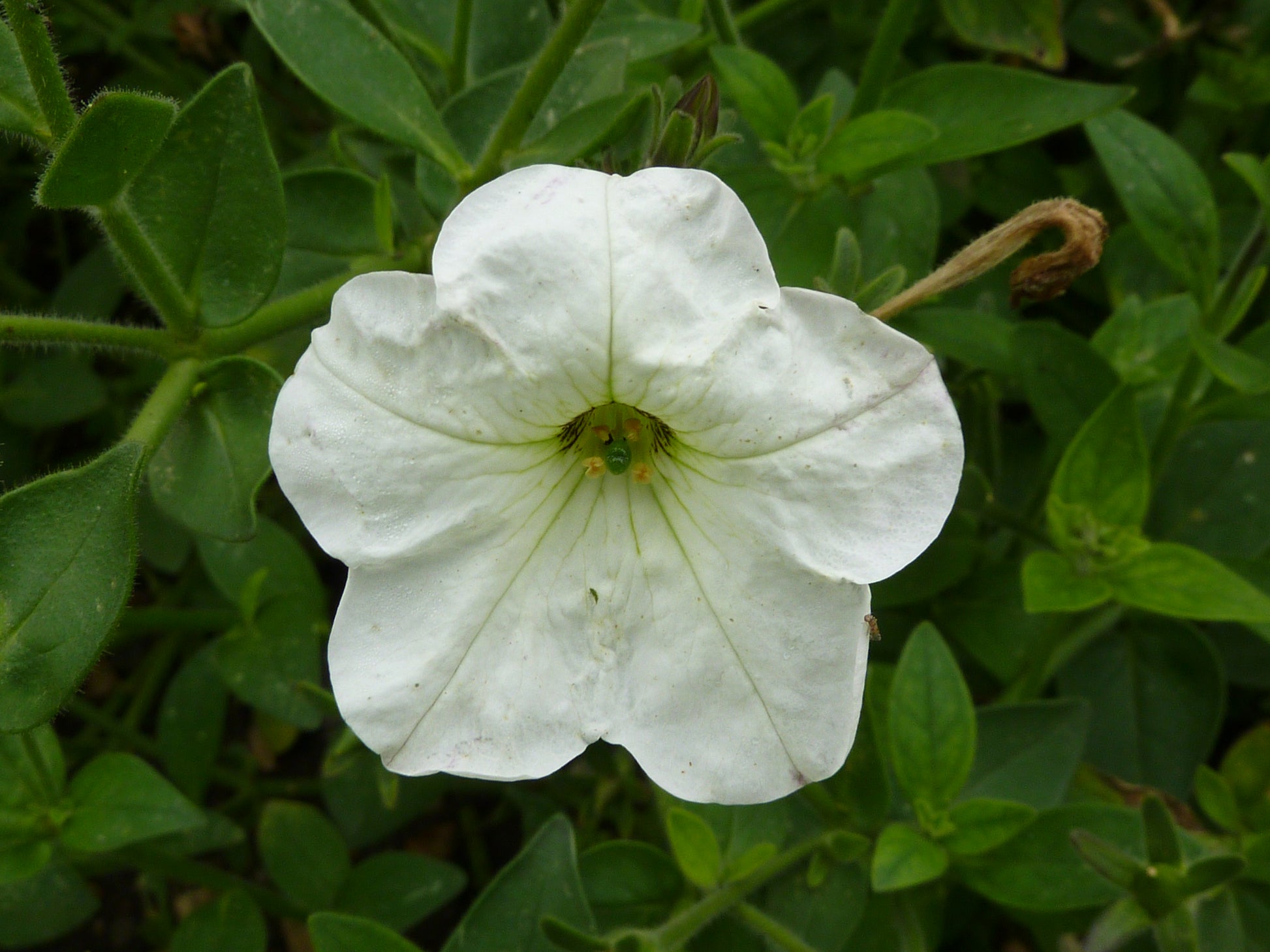 Petunie Wave Weiß Blumensamen zur Aussaat ideal leuchtend Gärten