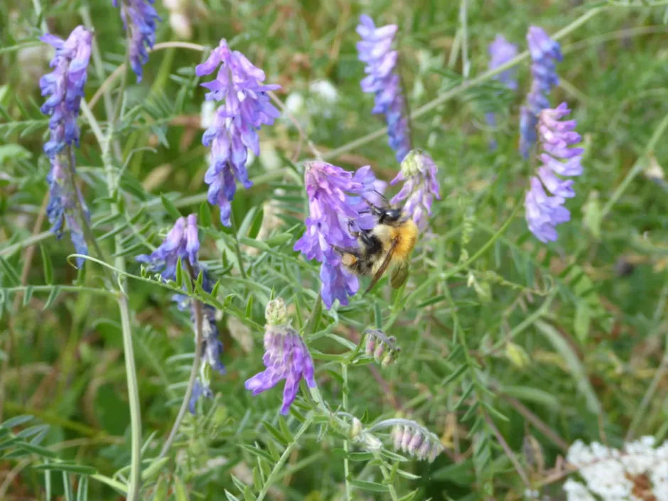 Weiß Lila Wicke Blumensamen duftend Blüten Traditionssorte ohne Gentechnik biologisch Garten Samen zur Aussaat