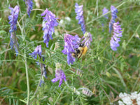 Weiß Lila Wicke Blumensamen duftend Blüten Traditionssorte ohne Gentechnik biologisch Garten Samen zur Aussaat