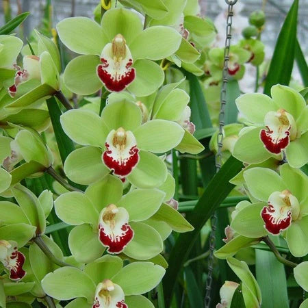 Grün Cymbidium Blumensamen zur Aussaat – leuchtend Blüten – Traditionssorte & ohne Gentechnik Samen Hausgarten