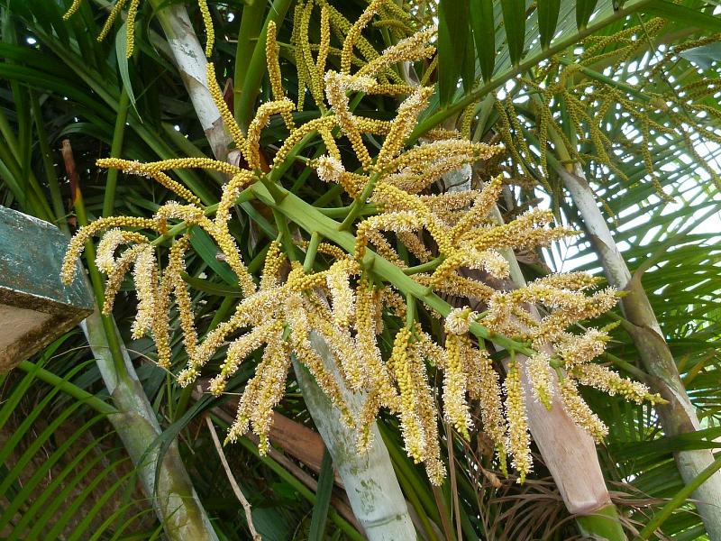 Grün Chrysalidocarpus Lutescens Blumensamen zur Aussaat – Landhaus Garten wichtig – Traditionssorte & ohne Gentechnik Samen Hausgarten