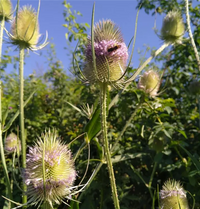 Dipsacus Blumensamen zur Aussaat – Wildblume Mischung – Traditionssorte & ohne Gentechnik Samen Hausgarten