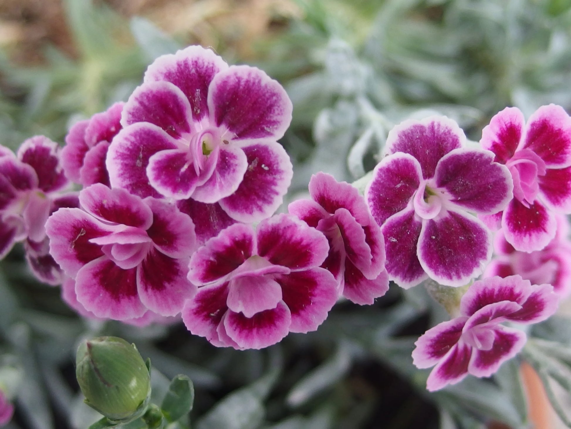 Nelke mehrjährig Blumensamen zur Aussaat pflegeleicht Traditionssorte & ohne Gentechnik Samen Hausgarten