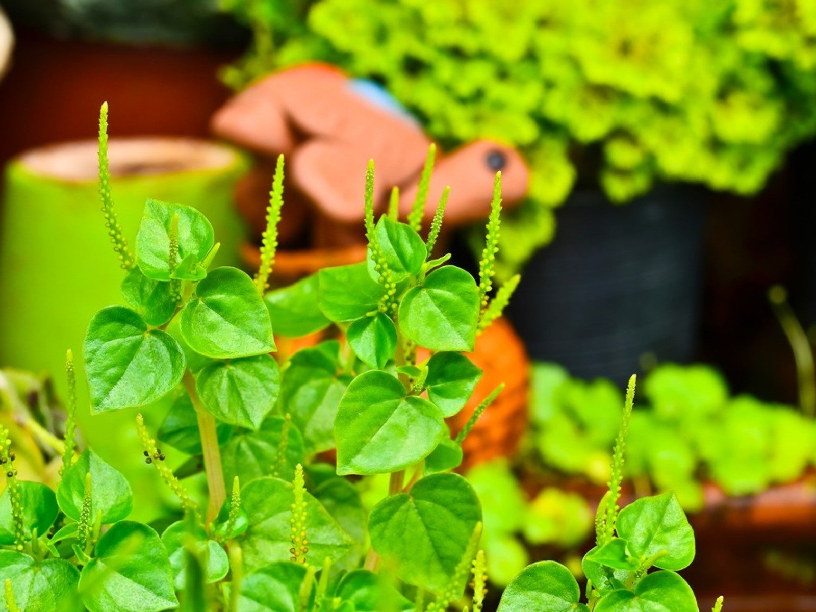 Pellucida Blumensamen zur Aussaat – ideal Rabatten – Traditionssorte & ohne Gentechnik Samen Hausgarten