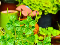 Pellucida Blumensamen zur Aussaat – ideal Rabatten – Traditionssorte & ohne Gentechnik Samen Hausgarten