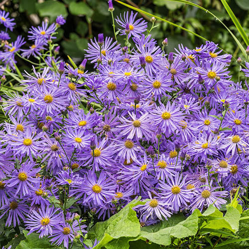 Blau Frikartii Blumensamen zur Aussaat – Anzucht – Traditionssorte & ohne Gentechnik Samen Hausgarten