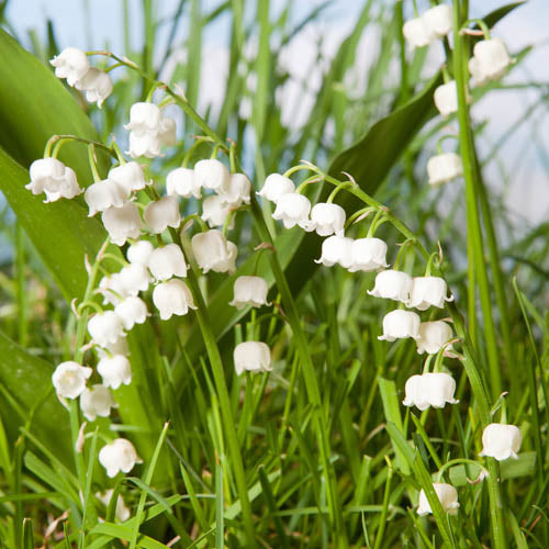 Majalis Blumensamen zur Aussaat Anzucht Traditionssorte & ohne Gentechnik Samen Hausgarten