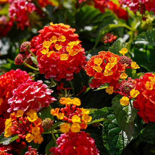 Camara Blumensamen zur Aussaat Schnitt Blume beliebt Traditionssorte & ohne Gentechnik Samen Hausgarten