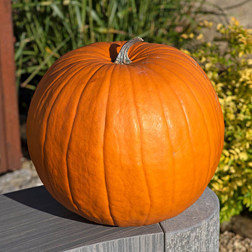 Orange Giant Pumpkin Samen für einfache Aussaat