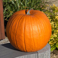 Orange Giant Pumpkin Samen für einfache Aussaat