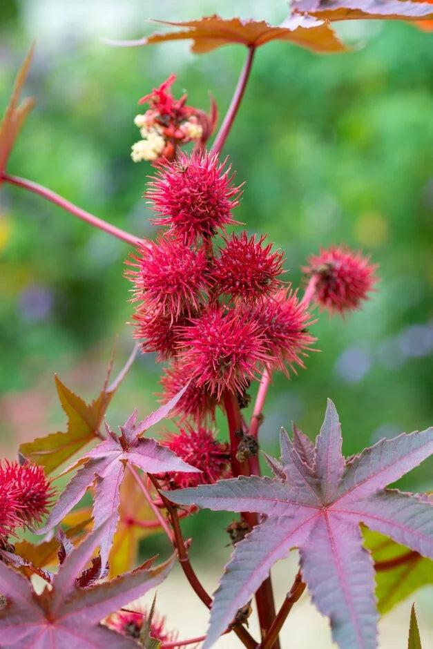 Castor Blumensamen zur Aussaat – pflegeleicht – Traditionssorte & ohne Gentechnik Samen Hausgarten