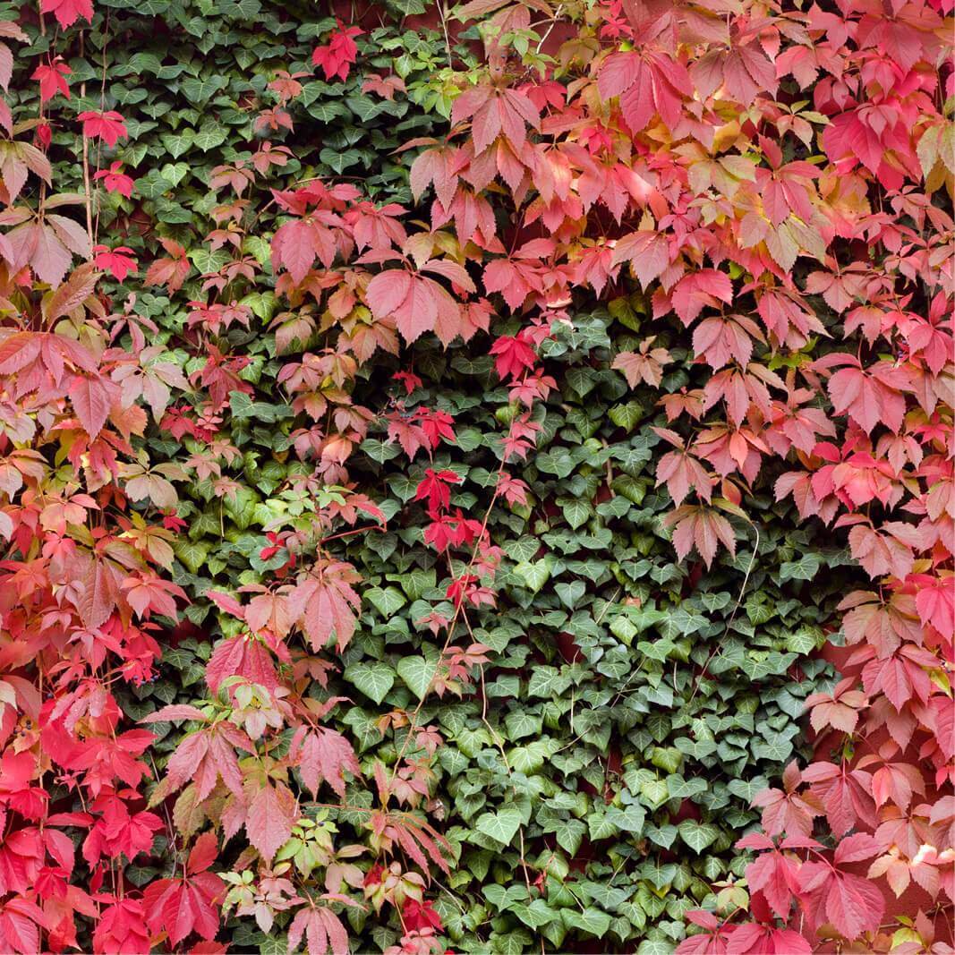 Parthenocissus Blumensamen zur Aussaat Wildblume Mischung Traditionssorte & ohne Gentechnik Samen Hausgarten