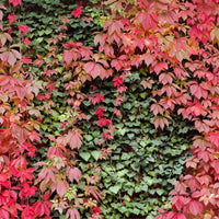 Parthenocissus Blumensamen zur Aussaat Wildblume Mischung Traditionssorte & ohne Gentechnik Samen Hausgarten