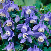 Weiß Violett Akelei Blumensamen zur Aussaat – hochwertige Qualitäts- – Traditionssorte & ohne Gentechnik Samen Hausgarten