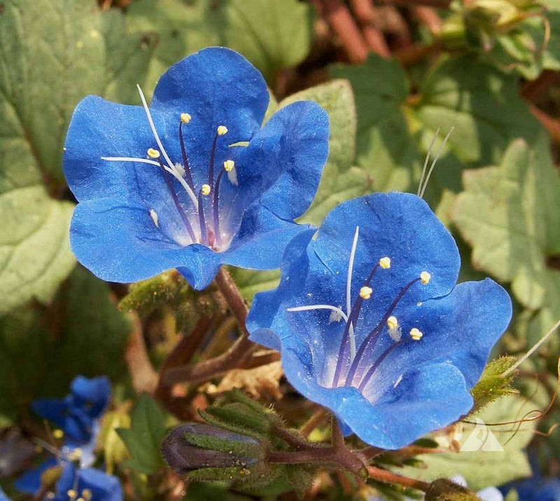 Blau bell blume samen for anpflanzung - garten favorite, heirloom & gmo free samen for home garten
 
 sale for anpflanzung in home garten