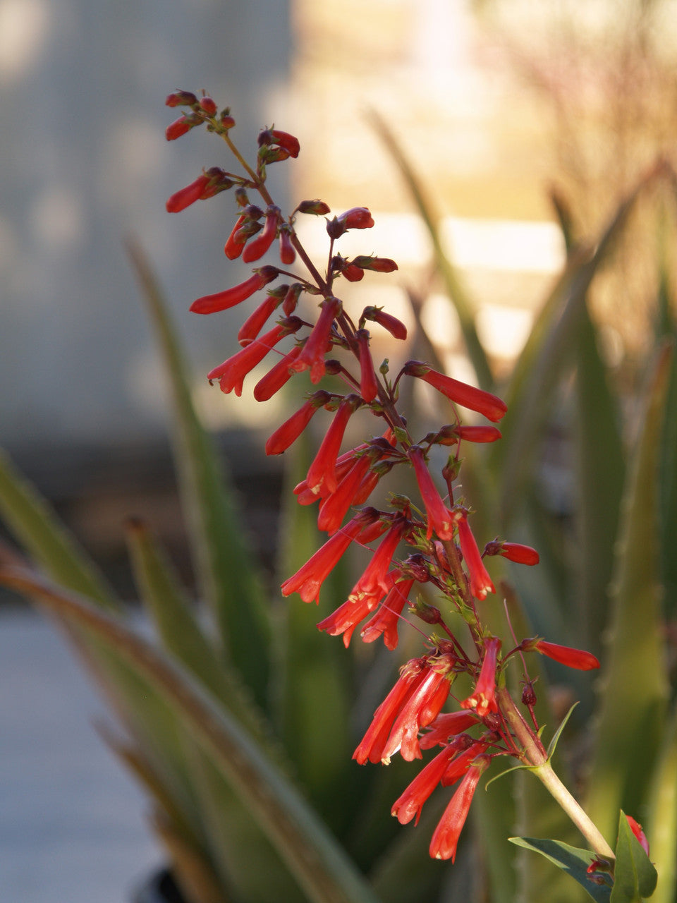 Traditionssorte Penstemon Eatonii Blumensamen zur Aussaat ideal Rabatten Traditionssorte & ohne Gentechnik Samen Hausgarten