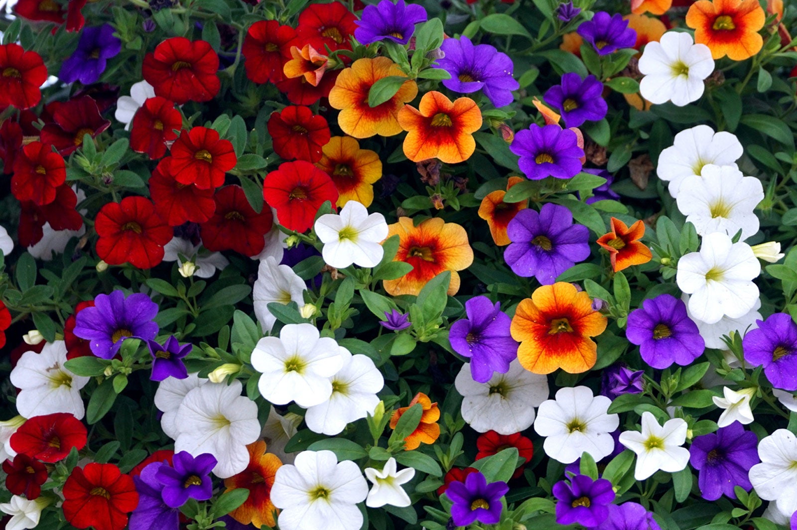 Calibrachoa Blumensamen zur Aussaat Schnitt Blume beliebt Traditionssorte & ohne Gentechnik Samen Hausgarten