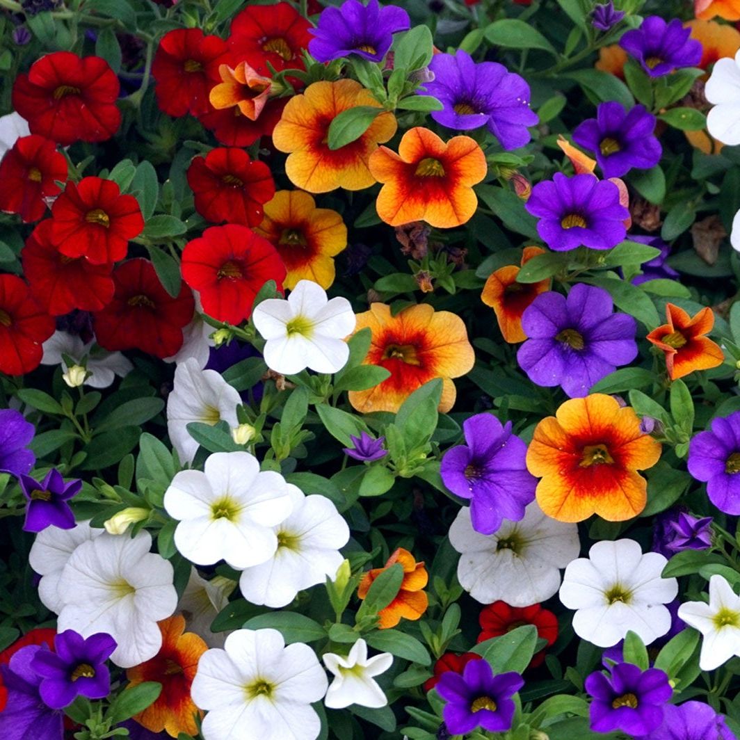 Gemischt Calibrachoa Blumensamen zur Aussaat ideal Rabatten Traditionssorte & ohne Gentechnik Samen Hausgarten