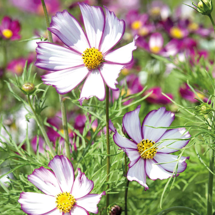 Rosa Weiß Univalve Blumensamen zur Aussaat – Anzucht – Traditionssorte & ohne Gentechnik Samen Hausgarten