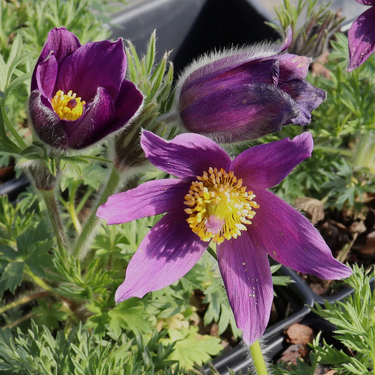 Violett Pasque Blumensamen zur Aussaat – Bestäuber freundlich – Traditionssorte & ohne Gentechnik Samen Hausgarten