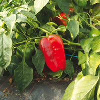 Pimento Capsicum annuum Samen zum Pflanzen in Kitchen Garden and Gemüse Patch