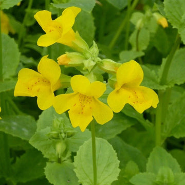 Mimulus guttatus blume samen for anpflanzung drought tolerant heirloom & gmo free samen for home garten 
 
 sale for anpflanzung in home garten