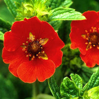 Rot Potentilla Atrosanguinea Blumensamen zur Aussaat – kompakt Wuchs – Traditionssorte & ohne Gentechnik Samen Hausgarten