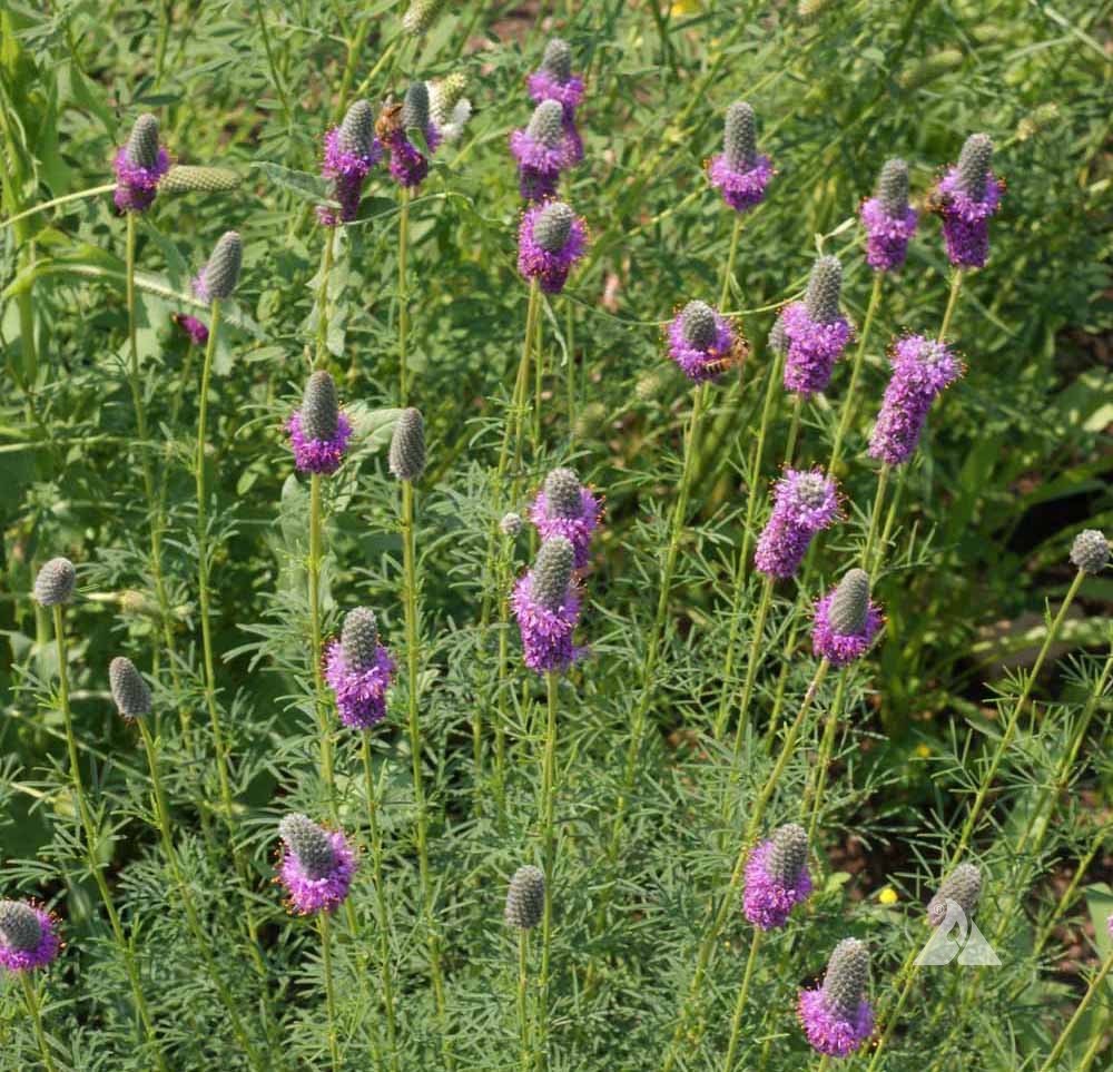 Prairie (prairie blume) samen for anpflanzung in home garten