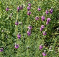 Prairie (prairie blume) samen for anpflanzung in home garten