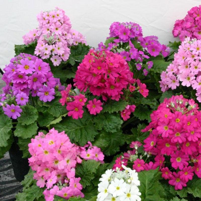 Primel Malacoides Rot Blumensamen zur Aussaat – kompakt Wuchs – Traditionssorte & ohne Gentechnik Samen Hausgarten