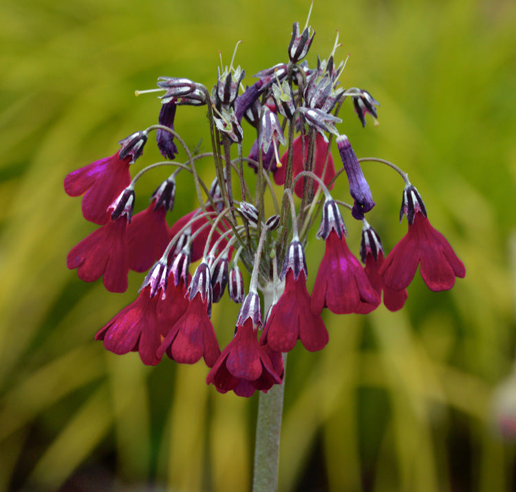 Primel Waltonii Blumensamen zur Aussaat pflegeleicht Traditionssorte & ohne Gentechnik Samen Hausgarten