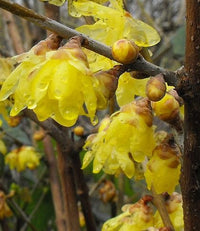 Chimonanthus Praecox Blumensamen zur Aussaat Bestäuber freundlich Traditionssorte & ohne Gentechnik Samen Hausgarten
