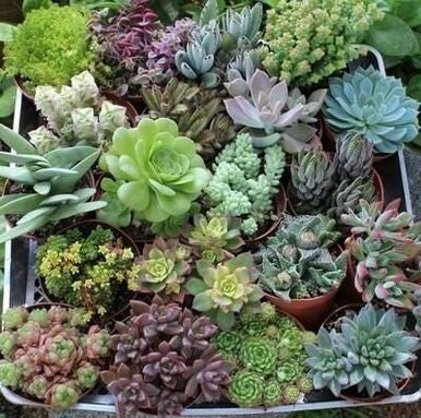 Creme Grün Succulent Blumensamen zur Aussaat sonnenliebend Traditionssorte & ohne Gentechnik Samen Hausgarten