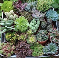 Creme Grün Succulent Blumensamen zur Aussaat sonnenliebend Traditionssorte & ohne Gentechnik Samen Hausgarten
