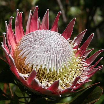 Protea Cynaroides Blumensamen zur Aussaat – leuchtend Blüten – Traditionssorte & ohne Gentechnik Samen Hausgarten