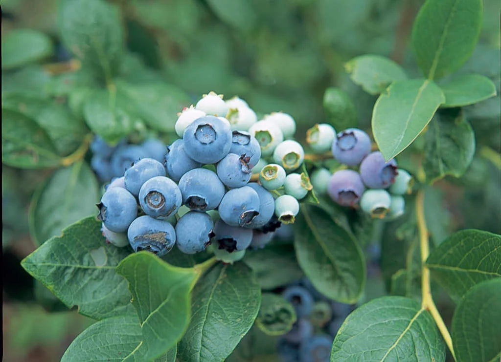 Blaue Vaccinium corymbosum Samen für einfaches Anpflanzen