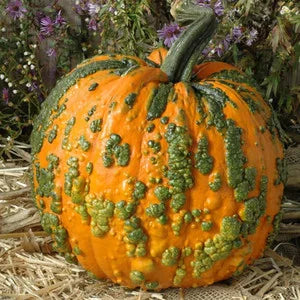 Orange Knucklehead Pumpkin Samen zum Pflanzen