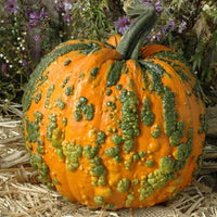 Orange Knucklehead Pumpkin Samen zum Pflanzen