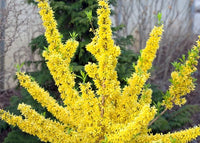 Forsythia Blumensamen zur Aussaat leuchtend Blüten Traditionssorte & ohne Gentechnik Samen Hausgarten