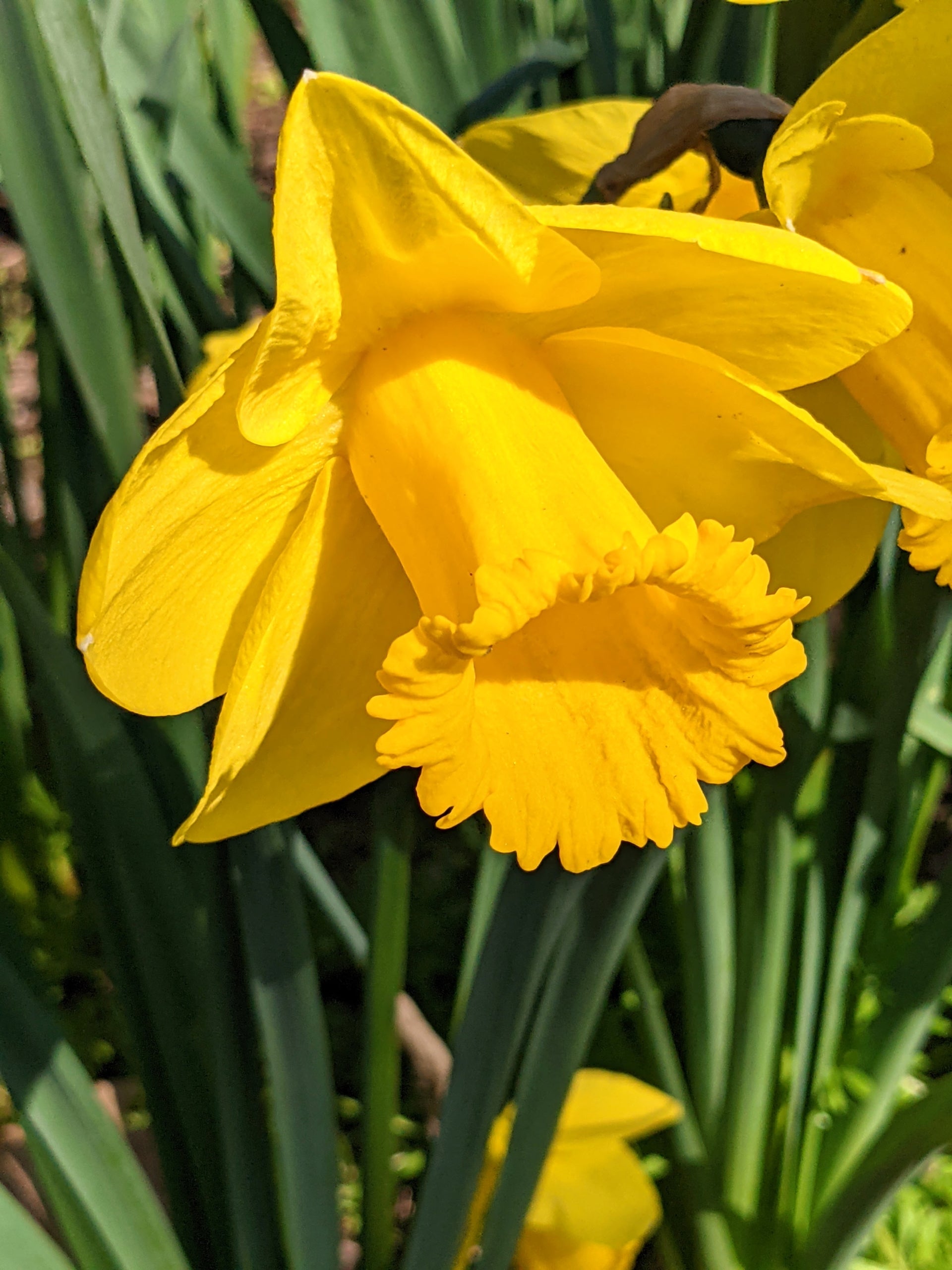 Rot Daffodils Blumensamen zur Aussaat pflegeleicht Traditionssorte & ohne Gentechnik Samen Hausgarten