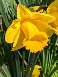 Rot Daffodils Blumensamen zur Aussaat pflegeleicht Traditionssorte & ohne Gentechnik Samen Hausgarten