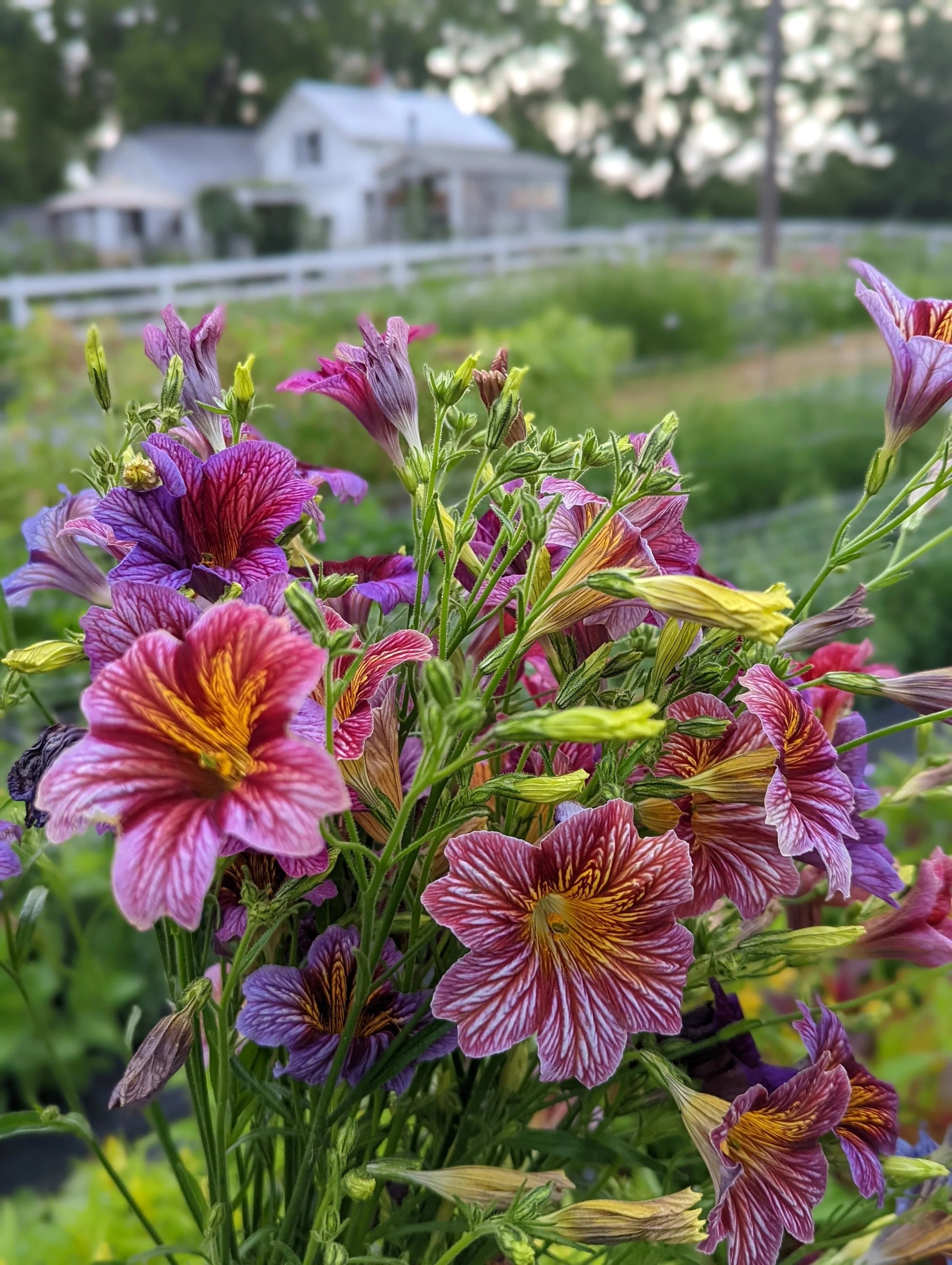 Salpiglossis Blumensamen zur Aussaat leuchtend Traditionssorte & ohne Gentechnik Samen Hausgarten