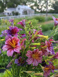 Salpiglossis Blumensamen zur Aussaat leuchtend Traditionssorte & ohne Gentechnik Samen Hausgarten
