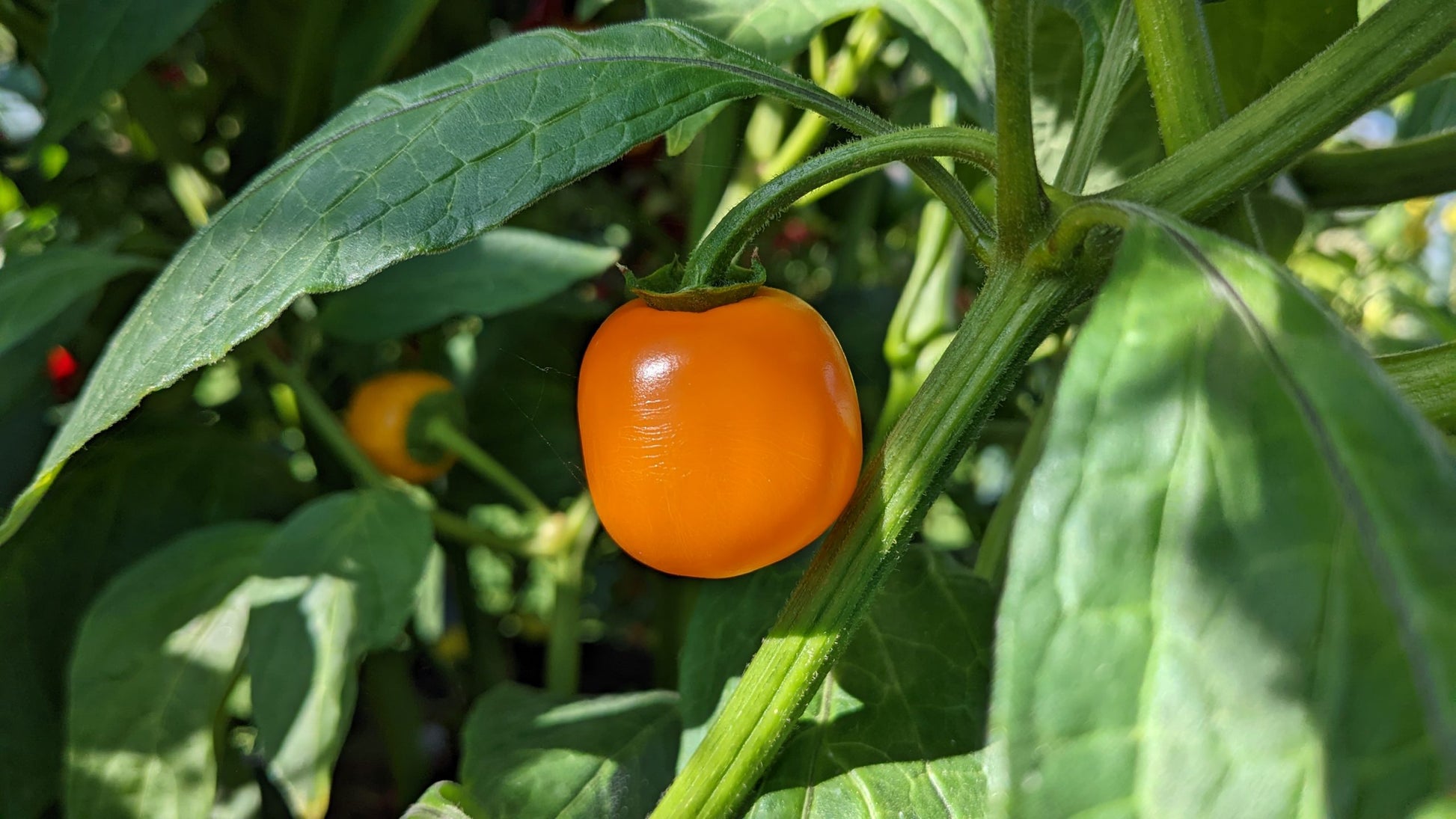 Rocoto Manzano Gemüsesamen für einfache Aussaat