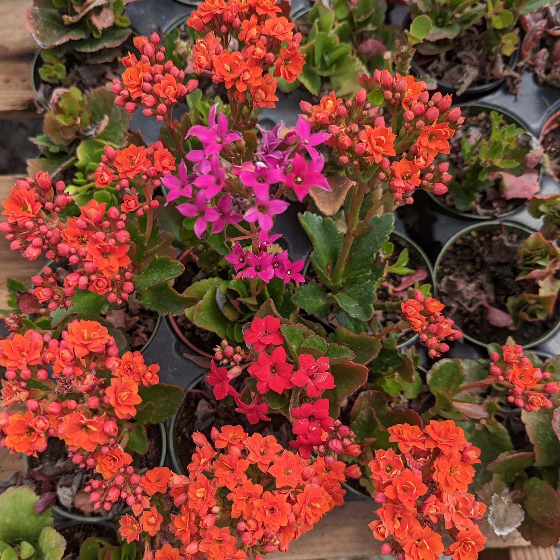 mehrfarbige Flammendes Käthchen Blumensamen zur Aussaat – leuchtend Blüten – Traditionssorte & ohne Gentechnik Samen Hausgarten