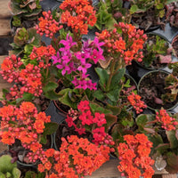 mehrfarbige Flammendes Käthchen Blumensamen zur Aussaat – leuchtend Blüten – Traditionssorte & ohne Gentechnik Samen Hausgarten