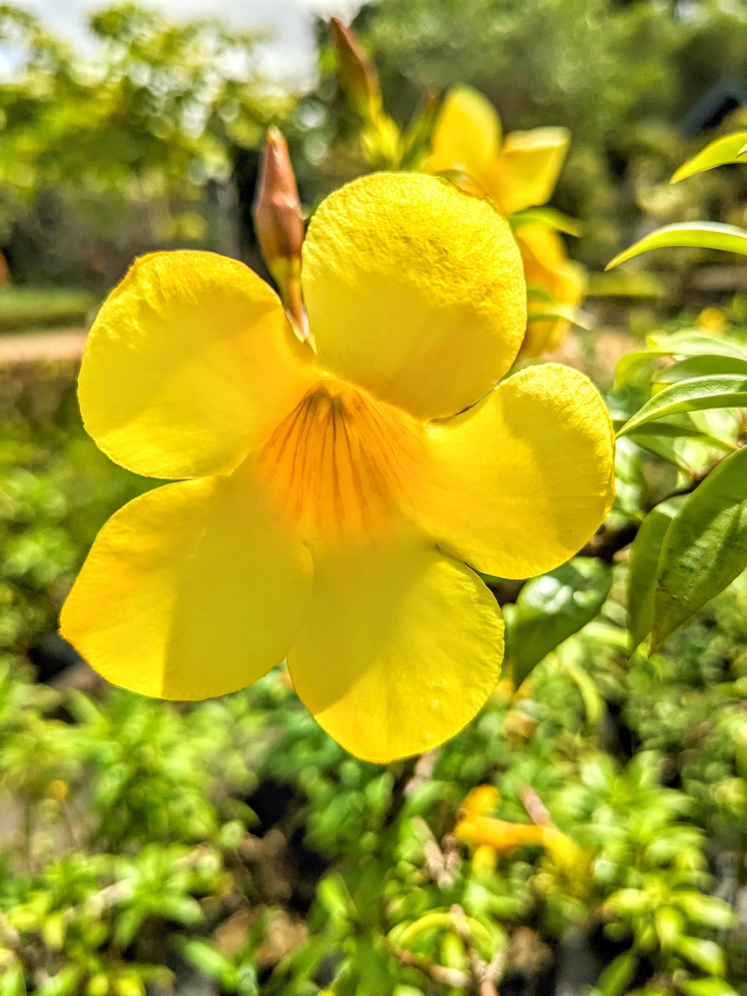 Gelb Allamanda Blume Samen zur Aussaat