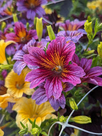 Salpiglossis Blume Samen zur Aussaat Gemischt