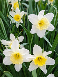 Narzisse Blumensamen zur Aussaat Anzucht Creme Blüten